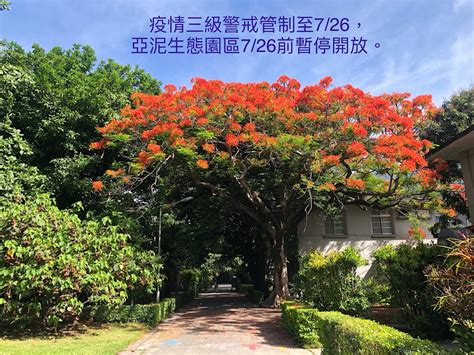 羅漢松開花|羅漢松｜亞泥生態園區官方網站植物生態－花蓮生態復